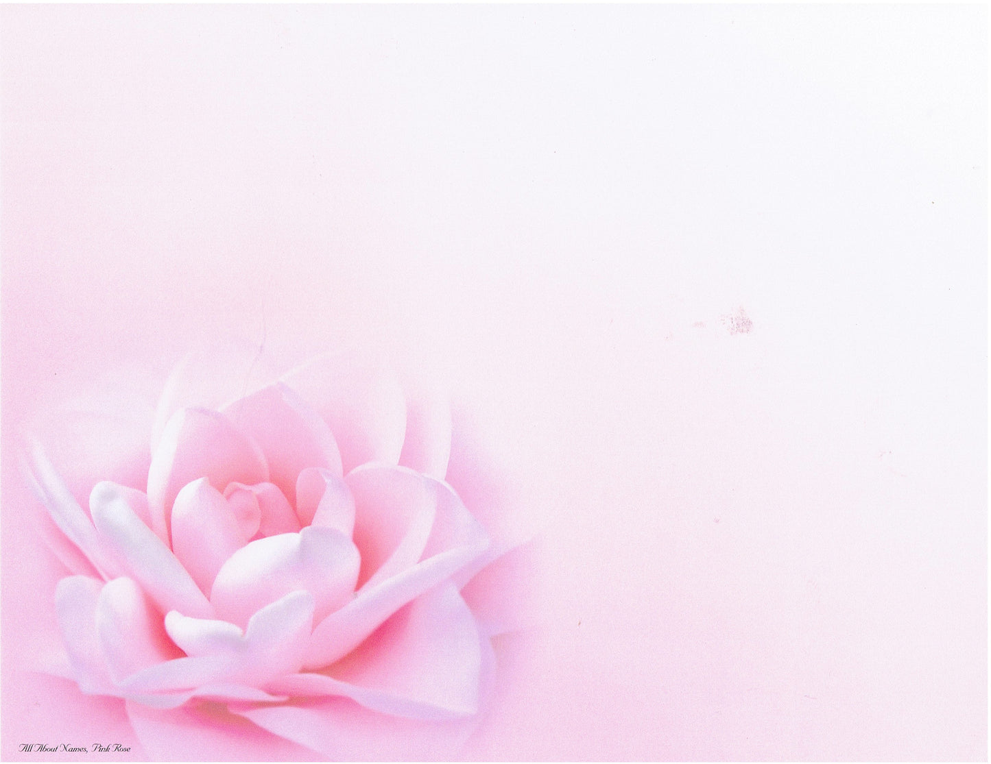 Pink Rose