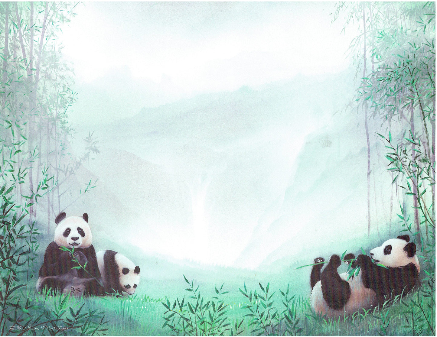 Panda Bears