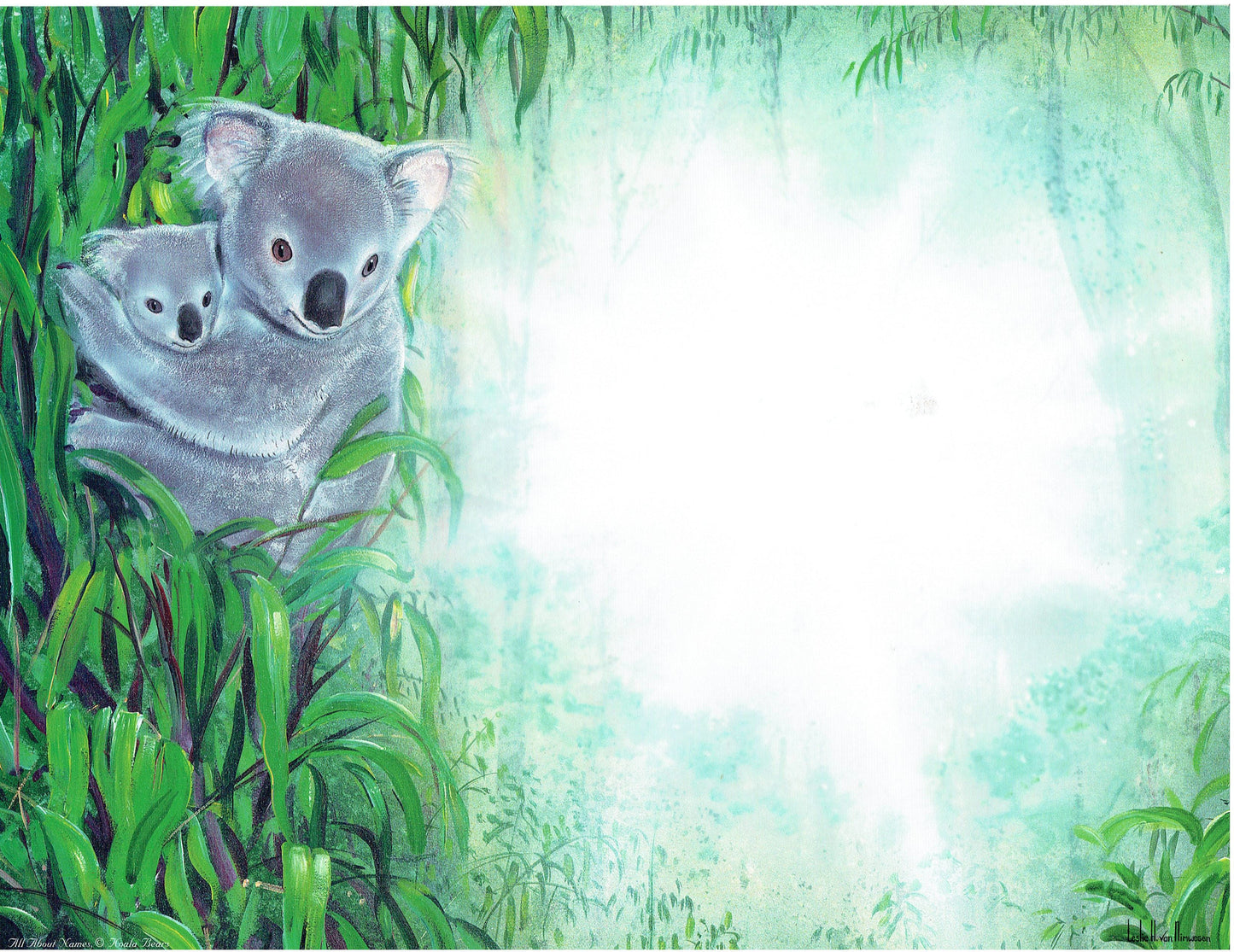 Koala Bears