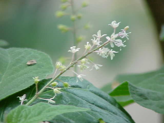 Patchouli