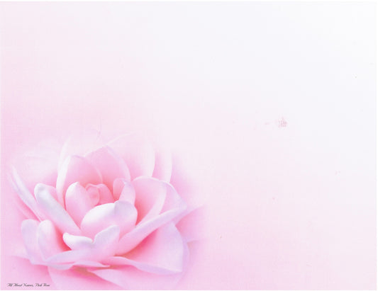 Pink Rose