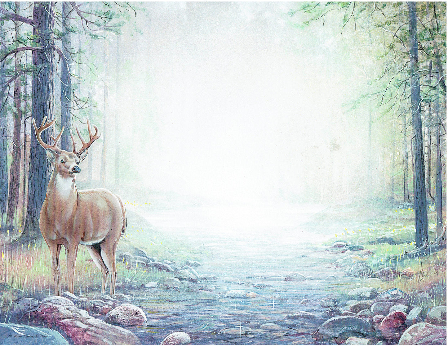 Deer