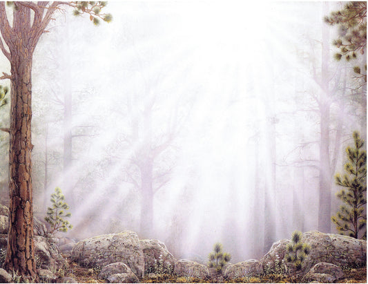 Serenity Forest