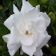Gardenia