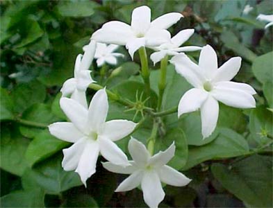 Jasmine