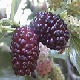 Mullberry