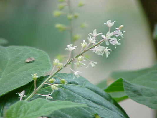 Patchouli