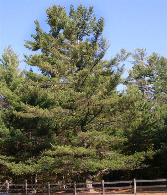 Pine