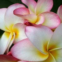 Plumeria