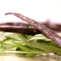 Vanilla